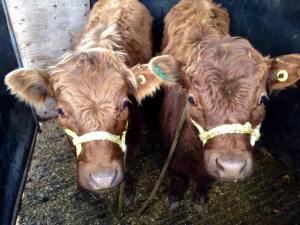 Our 2 Dexter heifers, Blossom & Brown Betty